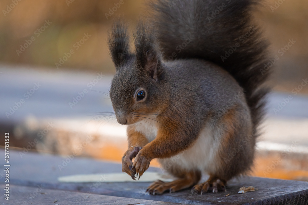 Cute furry squirrel standing on a bench in a park with closed arms just after eating. Content small brown squirrel