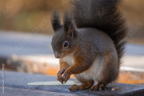 Obraz na płótnie Cute furry squirrel standing on a bench in a park with closed arms just after eating. Content small brown squirrel w salonie