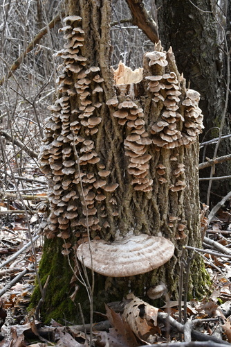 mushrooms on the tree