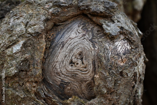 trunk of a tree in the forest