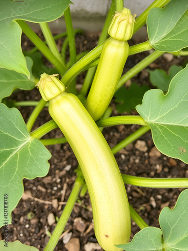 Zucchini plant leaves displaying signs of wilting due to drought and water scarcity