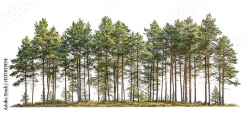 Forest of Pines on White Background photo