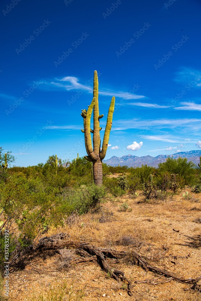 Kaktuswald und Blüte im Saguaro Nationalpark Kaktuswald und Blüte im Saguaro Nationalpark