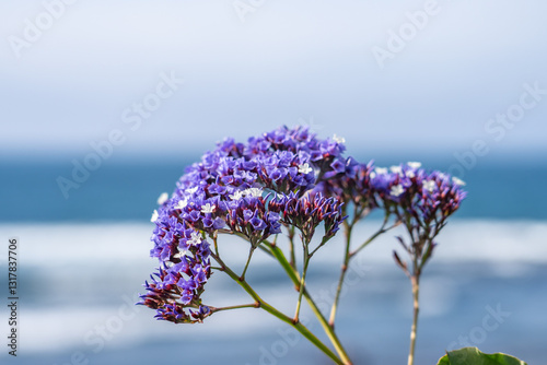 Limonium perezii is a species of Limonium known by the common names Perez's sea lavender and seafoam statice. La Jolla Tide Pools, San Diego, California
