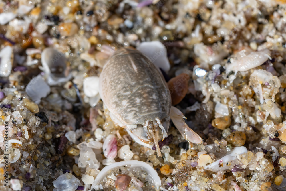 Emerita analoga, the Pacific sand crab, Pacific mole crab or coldwater mole crab, is a species of small, sand-burrowing decapod crustacean. La Jolla Tide Pools, San Diego, California Emerita analoga, the Pacific sand crab, Pacific mole crab or coldwater mole crab, is a species of small, sand-burrowing decapod crustacean. La Jolla Tide Pools, San Diego, California