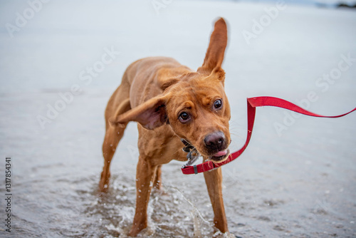 funny dog on the beach