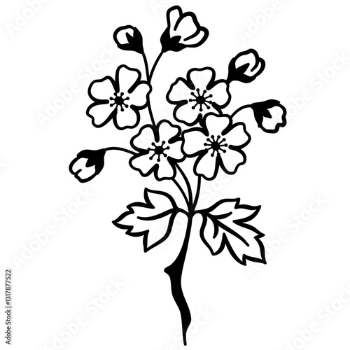 Hawthorn Flowers