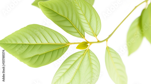 Tamarind leaf, small and pinnate green on white background