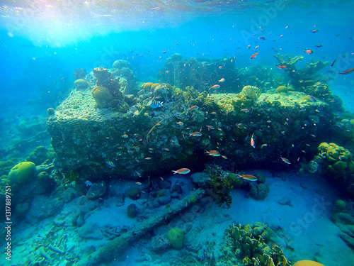 fish swim around underwater ruins in coral reef