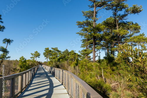Accessible path through coastal pine forest with copy space.