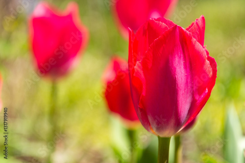 A closeup of red tulips in the garden with one tulip in focus in the foreground. Concept of springtime.