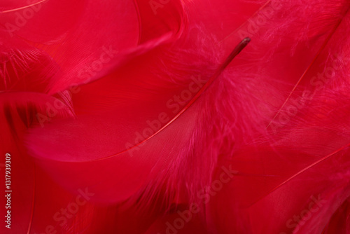 Beautiful fluffy feathers as background, closeup view photo