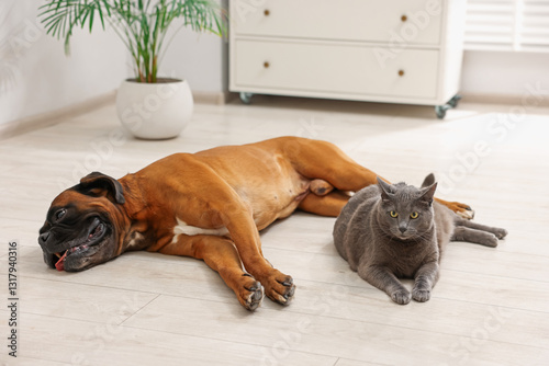 Cute dog and cat lying on floor at home