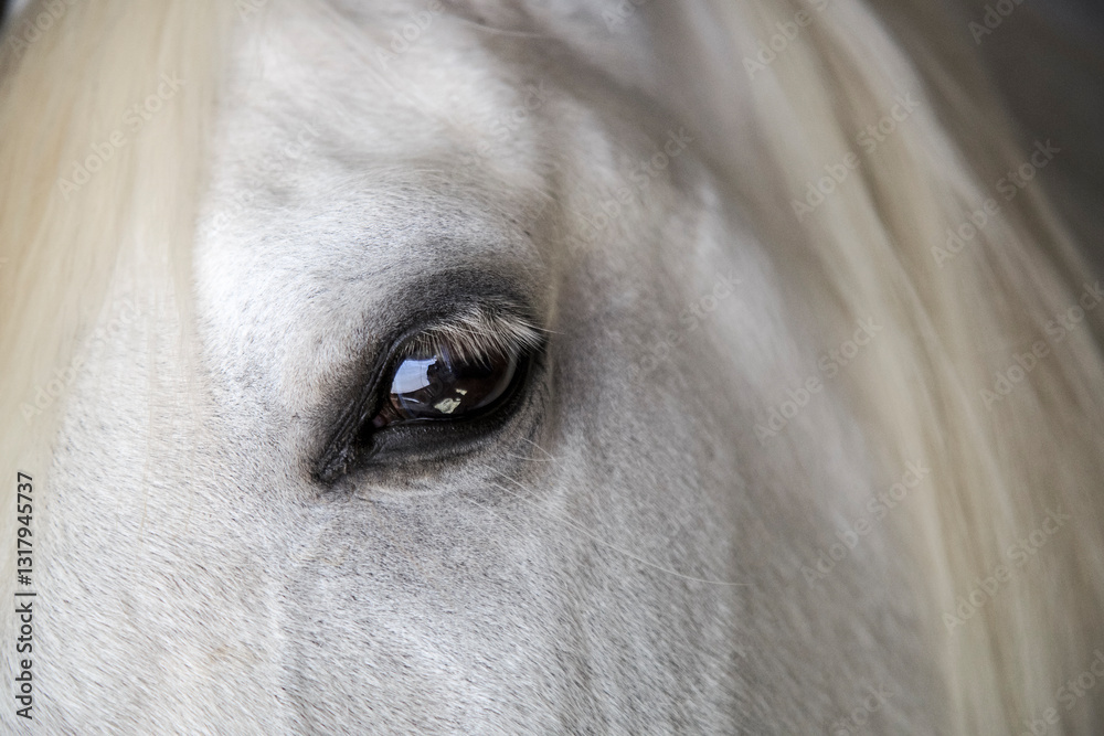 Europe, Spain, Balearic Islands, Mallorca. Esporles. La Granja. Museum. White horse.