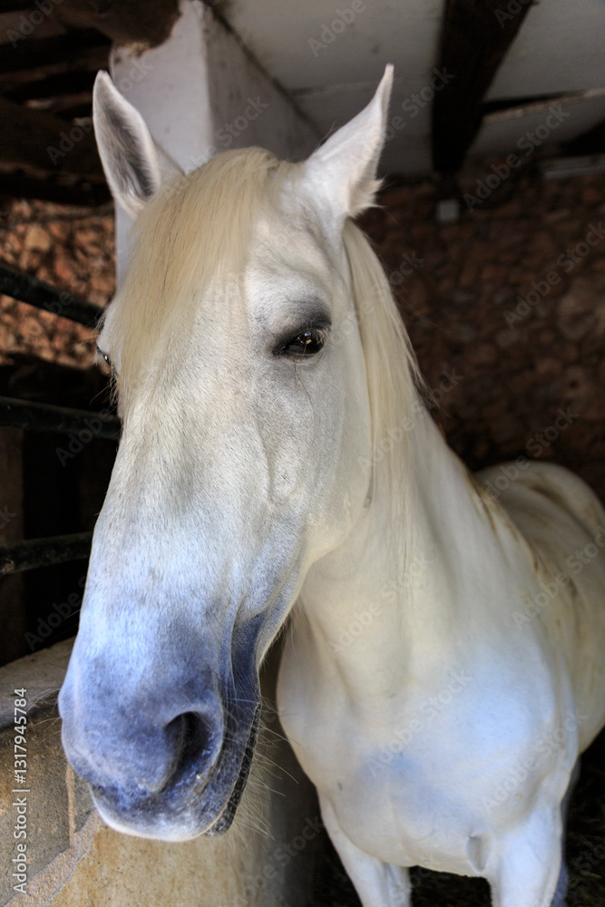 Europe, Spain, Balearic Islands, Mallorca. White horse.