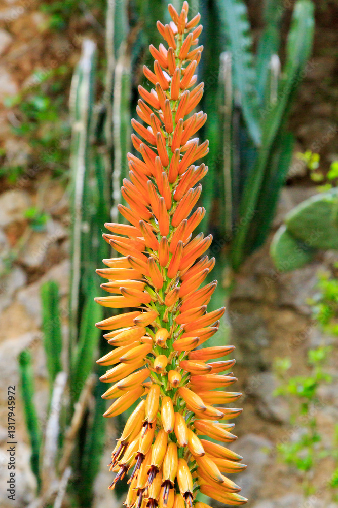 Europe, Spain, Balearic Islands, Mallorca. Esporles. Orange Cone-Shaped Flowers Red Hot Poker. Kniphofia.