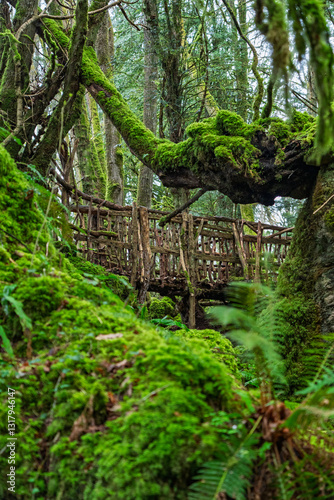 Wooden Bridge and Elephant Shaped Tree Branch Covered in Moss in Puzzlewood ancient woodland forest near Coleford in the Royal Forest of Dean, Gloucestershire, England, United Kingdom
