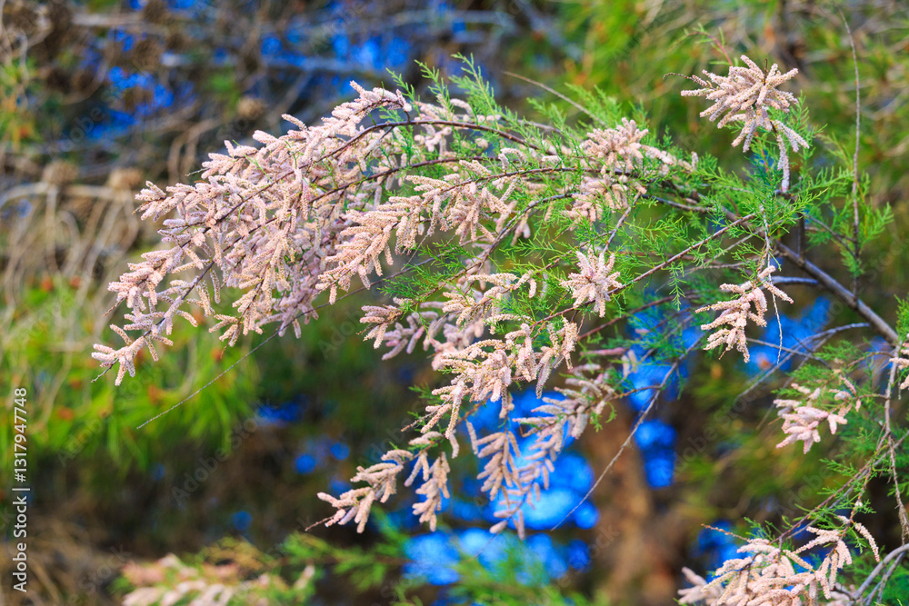 Europe, Spain, Balearic Islands, Mallorca. Porto Colom. Flowering tree.