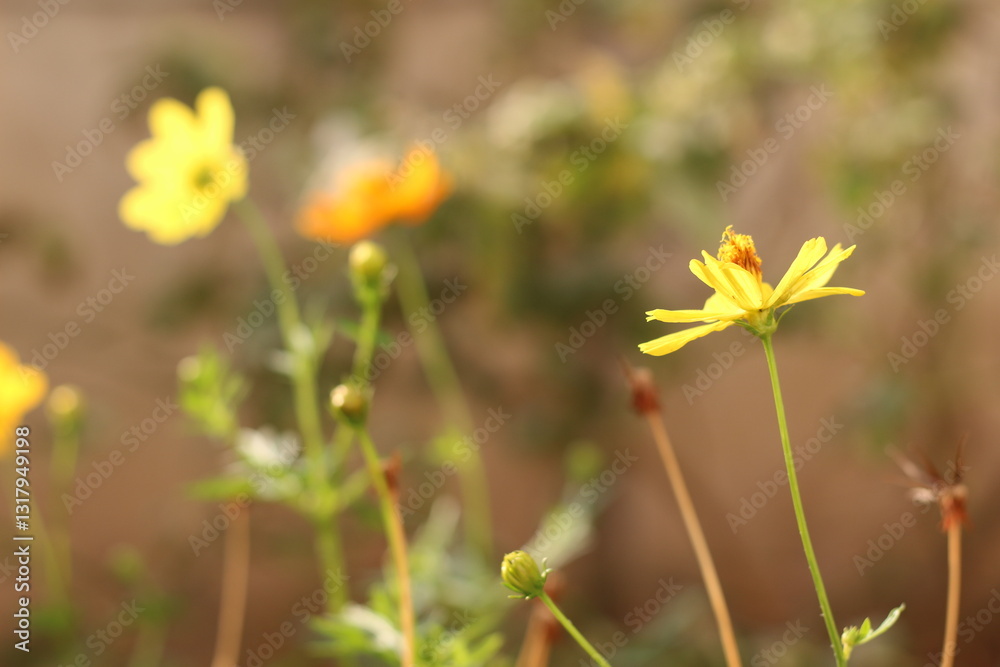 Beautiful yellow Cosmos flowers in the garden. Beautiful yellow Cosmos flowers in the garden.