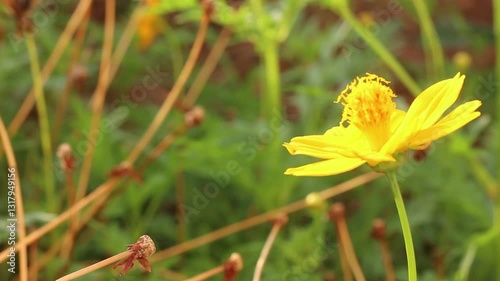 Beautiful yellow Cosmos flowers in the garden.