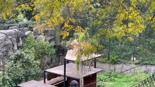 young tiger playing at the zoo