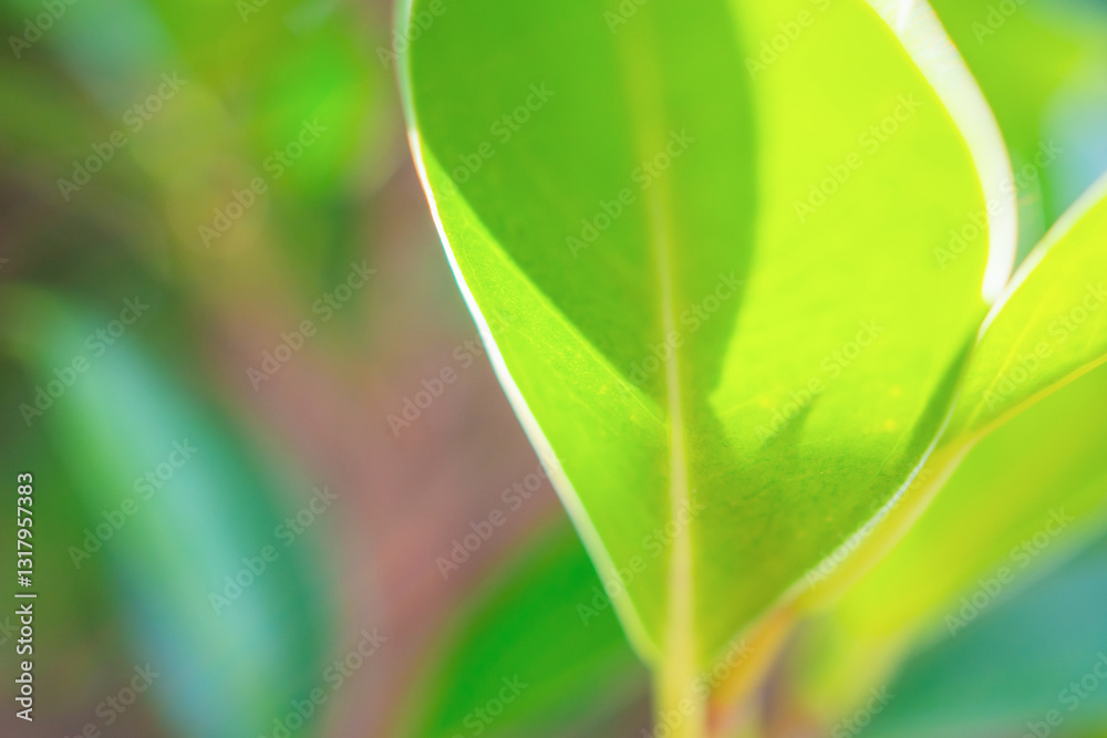 Natural plant green leaf in garden with bokeh background Natural plant green leaf in garden with bokeh background