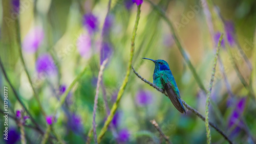 hummingbird in a branch in rain forrest