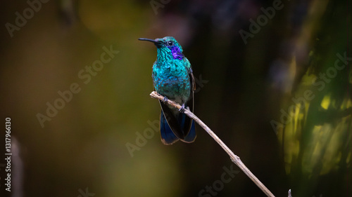 purple eared hummingbird on branch