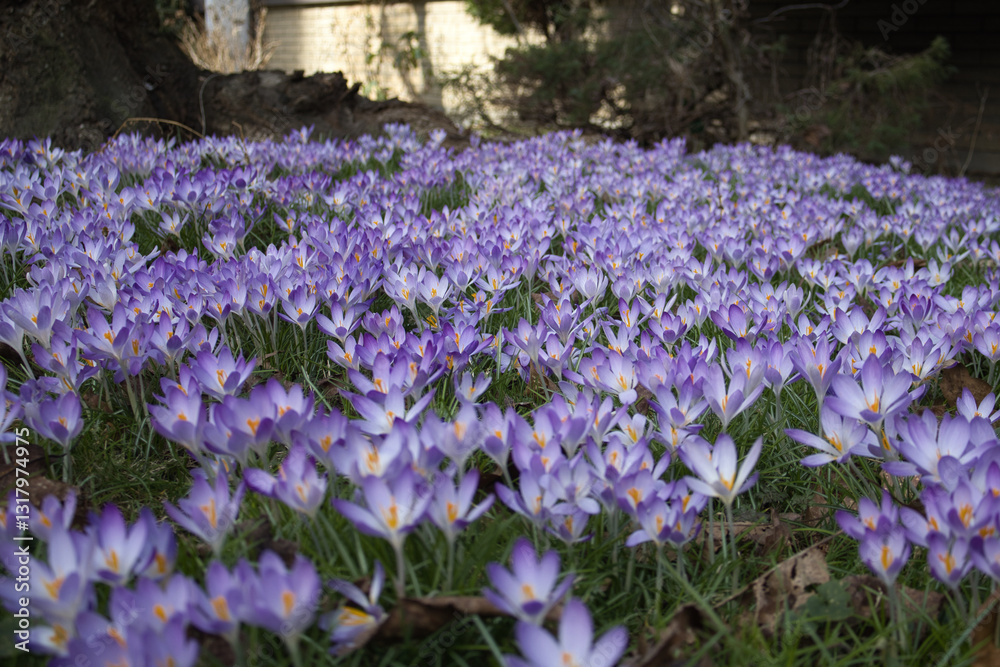 Obraz premium Vibrant Field of Purple Crocus Flowers in Spring