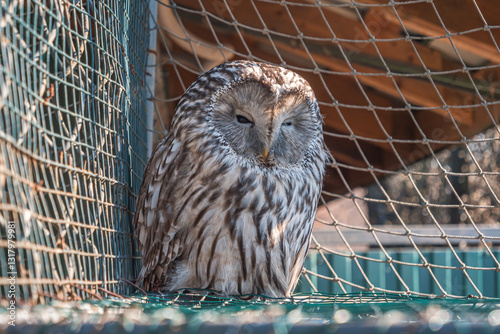 Owl resting quietly on a perch in an outdoor enclosure during daylight hours.