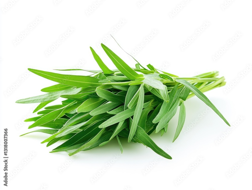 Fototapeta premium Fresh tarragon bunch isolated, culinary herb with distinctive anise flavor