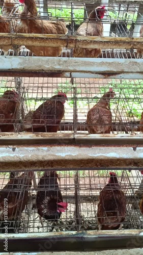 A view of caged layers within small wired enclosures on a poultry facility; a scene displaying an intensive farming environment where the fowls exist for egg production.