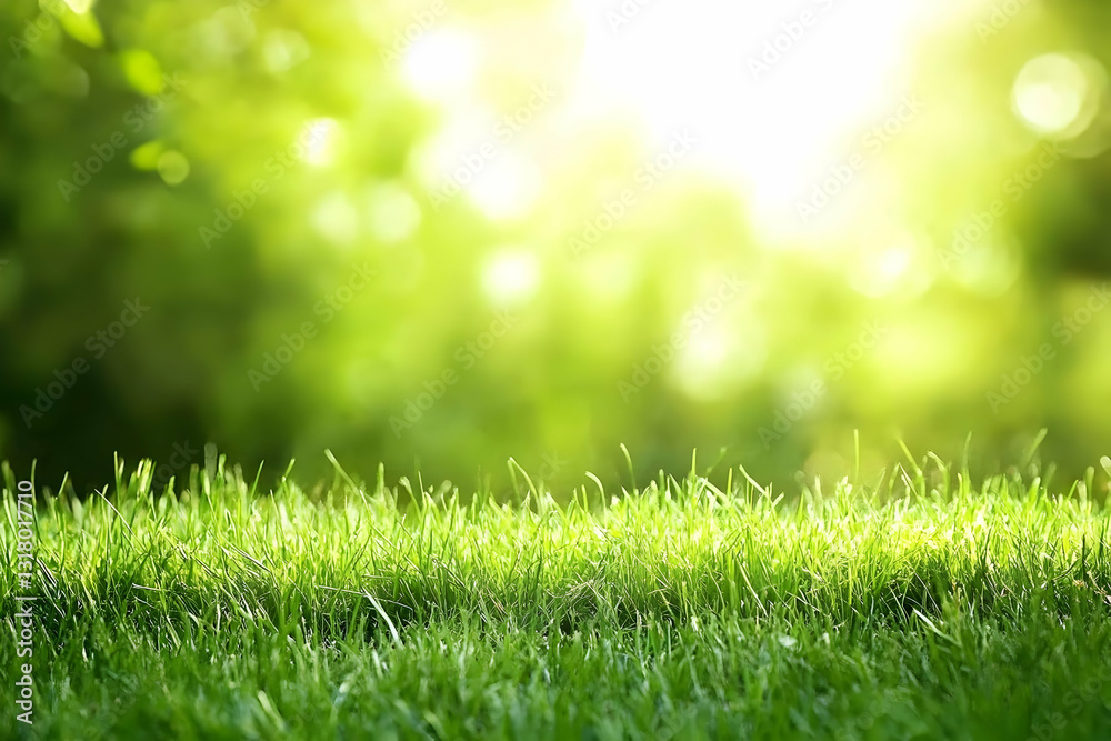 Fototapeta premium Vibrant Green Grass Illuminated by Soft Sunlight in a Serene Outdoor Setting During Spring