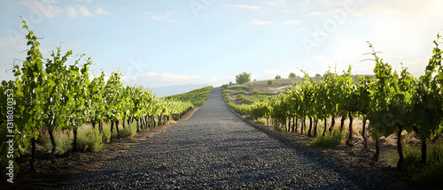 Scenic Gravel Path Through Lush Green Vineyards Under Bright Sunlight