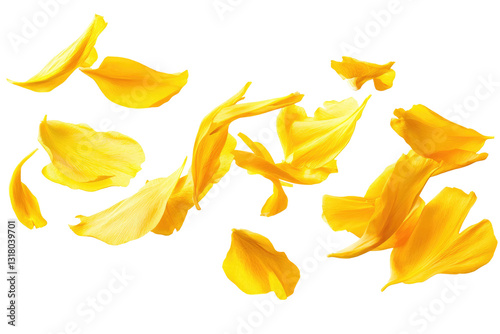 flying yellow petals on transparent background