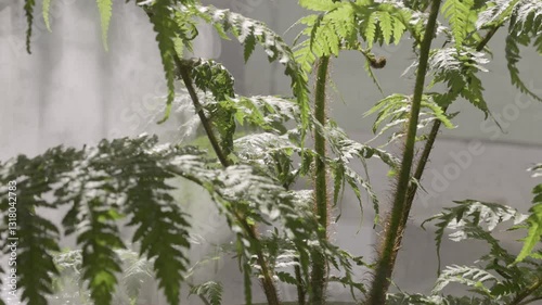 Tree fern in the morning sun, humidity misting around its leaves.  Tropical house plant from the order Cyatheales, with foggy mist surrounding its fronds.