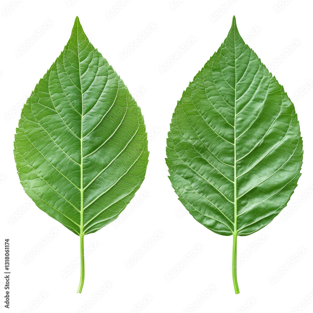 Two green leaves are displayed side by side, revealing their detailed vein structures, front and back green leaf with veins texture background on transparent background file Two green leaves are displayed side by side, revealing their detailed vein structures, front and back green leaf with veins texture background on transparent background file