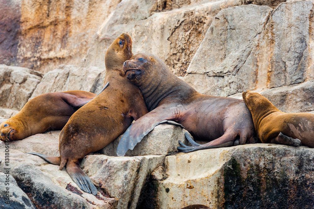 Fototapeta premium Seals on the Peruvian coast