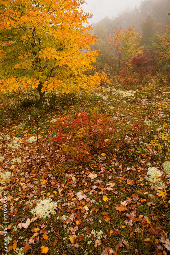 Naklejka premium Autumn, Blue Ridge Parkway, North Carolina