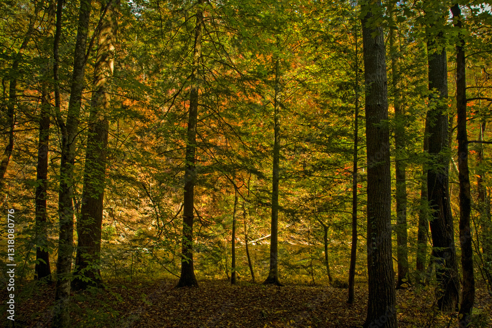 Obraz premium Autumn, Citico Creek, Cherokee National Forest