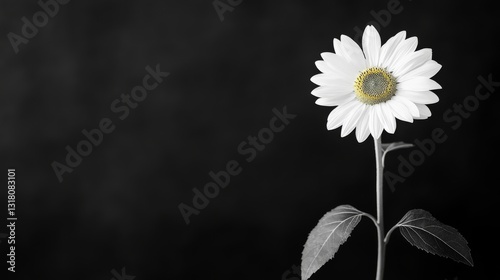 Single white flower on black background