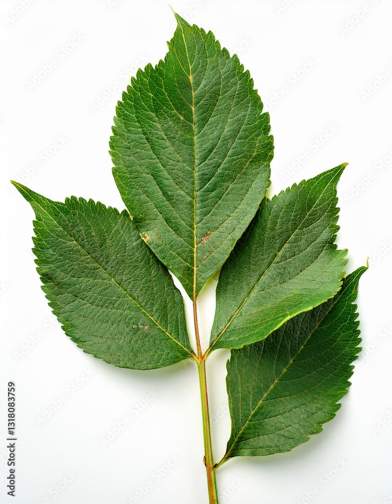 Fototapeta premium Vibrant Green Leaves