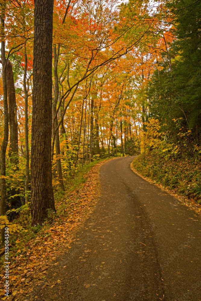 Naklejka premium Autumn, Motor Nature Trail, Great Smoky Mountains National Park