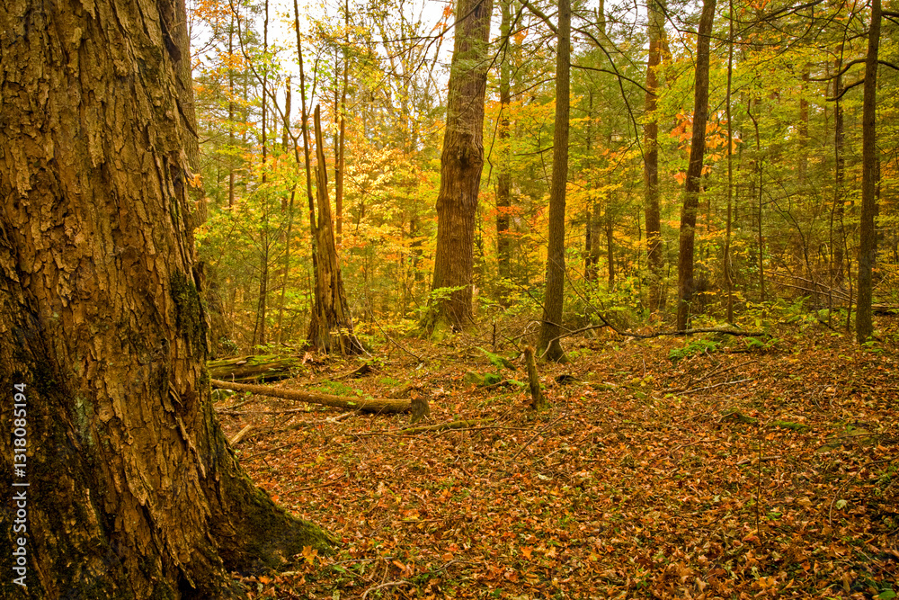 Autumn, Motor Nature Trail, Great Smoky Mountains National Park Autumn, Motor Nature Trail, Great Smoky Mountains National Park