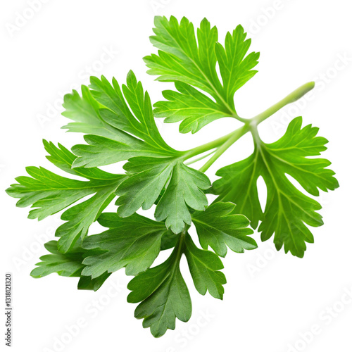 Fresh Parsley Leaves Isolated on White Background

