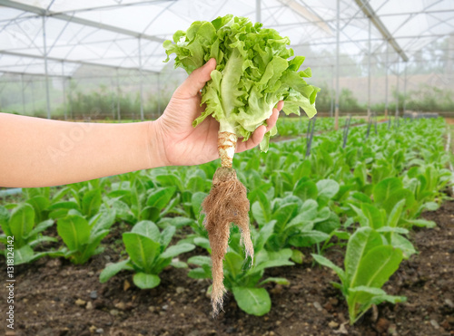 Farmer crop fresh green oak lettuce in farm photo