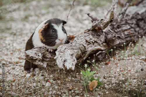 Fotografie Guinea Pig in Nature summer outdoors cute sitting on the branch