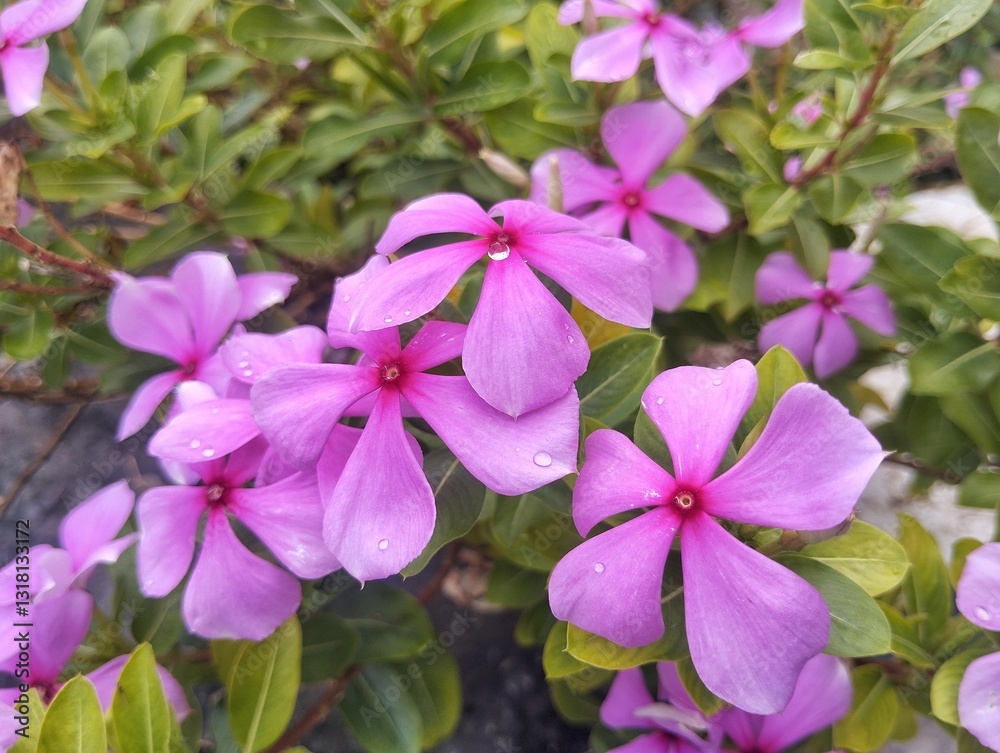 Beautiful pink rose periwinkle flower (Catharanthus roseus) in outdoor garden Beautiful pink rose periwinkle flower (Catharanthus roseus) in outdoor garden
