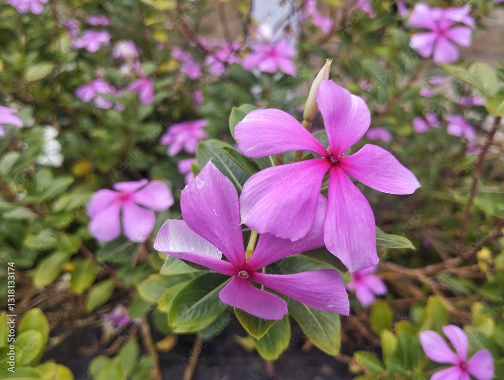 Beautiful pink rose periwinkle flower (Catharanthus roseus) in outdoor garden Beautiful pink rose periwinkle flower (Catharanthus roseus) in outdoor garden