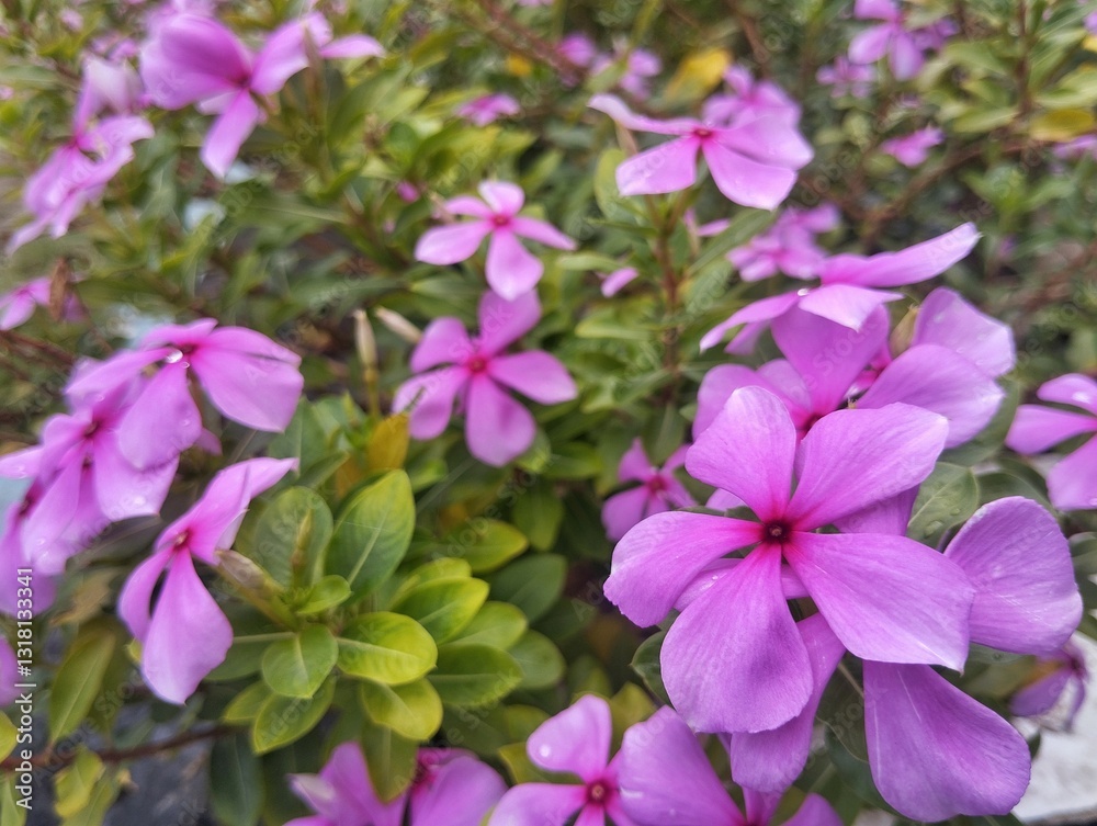 Beautiful pink rose periwinkle flower (Catharanthus roseus) in outdoor garden Beautiful pink rose periwinkle flower (Catharanthus roseus) in outdoor garden